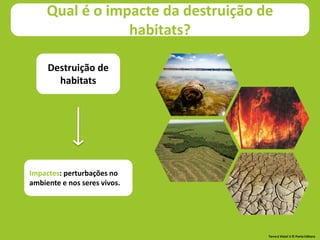 Destruição de
habitats
Impactes: perturbações no
ambiente e nos seres vivos.
Qual é o impacte da destruição de
habitats?
Terra à Vista! 5 © Porto Editora
 