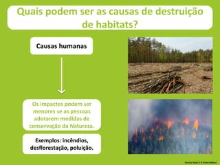 Quais podem ser as causas de destruição
de habitats?
Causas humanas
Exemplos: incêndios,
desflorestação, poluição.
Os impactes podem ser
menores se as pessoas
adotarem medidas de
conservação da Natureza.
Terra à Vista! 5 © Porto Editora
 