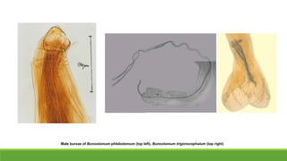 Bunostomum trigonocephalum PPT