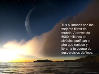 Tus pulmones son los
mejores filtros del
mundo. A través de
6000 millones de
alvéolos purifican el
aire que reciben y
libran a tu cuerpo de
desperdicios dañinos.
 