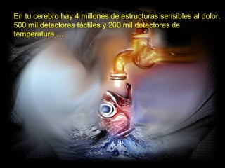 En tu cerebro hay 4 millones de estructuras sensibles al dolor.
500 mil detectores táctiles y 200 mil detectores de
temperatura …
 