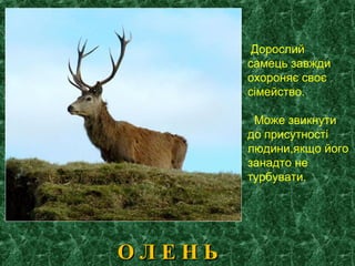 О Л Е Н ЬО Л Е Н Ь
Дорослий
самець завжди
охороняє своє
сімейство.
Може звикнути
до присутності
людини,якщо його
занадто не
турбувати.
 