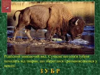 З У Б РЗ У Б Р
Рідкісний зникаючий вид. Сучасне поголів'я зубрів
походить від тварин, що збереглися і розмножувалися у
неволі.
 