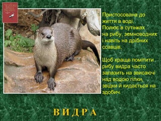 Пристосована до
життя в воді.
Полює в сутінках
на рибу, земноводних
і навіть на дрібних
ссавців.
Щоб краще помітити
рибу видра часто
залазить на звисаючі
над водою гілки,
звідки й кидається на
здобич.
 