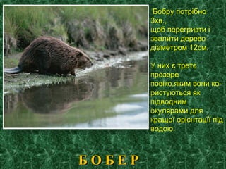 Б О Б Е РБ О Б Е Р
Бобру потрібно
3хв.,
щоб перегризти і
звалити дерево
діаметром 12см.
У них є третє
прозоре
повіко,яким вони ко-
ристуються як
підводним
окулярами для
кращої орієнтацїї під
водою.
 