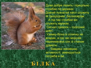 Дуже добре лазить і прицільно
стрибає по деревах
Довгий пухнатий хвіст служить
їй своєрідним балансиром.
А під час стрибка він
служить кермом.
Сигнал тривоги – голосний
цокіт.
Узимку білка в сплячку не
впадає, а під час морозів
перемежовує сон зі станом
дрімоти.
Завдяки зниженню
активності, зменшується
потреба в їжі.
Б І Л К АБ І Л К А
 