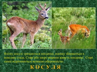К О С У Л ЯК О С У Л Я
Влітку косулі тримаються поодинці, взимку збираються в
невеликі стада. Старі або хворі тварини живуть поодинці. Старі
самці відрізняються великою обережністю.
 