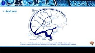 Trombosis Venosa Cerebral
 Anatomía
 