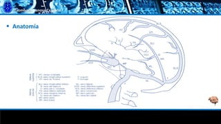 Trombosis Venosa Cerebral
 Anatomía
 