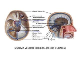 SISTEMA VENOSO CEREBRAL (SENOS DURALES)
 