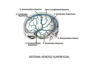 SISTEMA VENOSO SUPERFICIAL
 
