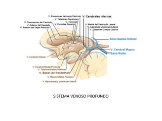 SISTEMA VENOSO PROFUNDO
 