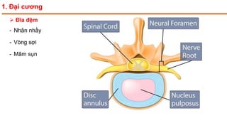  Đĩa đệm
- Nhân nhầy
- Vòng sợi
- Mâm sụn
1. Đại cương
 