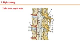 1. Đại cương
Thần kinh, mạch máu
 