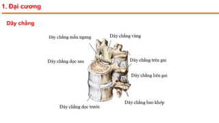 1. Đại cương
Dây chằng
 