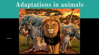 Adaptations in animals
 