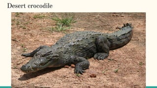 Desert crocodile
 