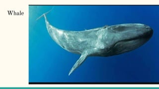 Whale
 