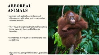 ARBOREAL
ANIMALS
• Animals such as koalas, monkeys and
chimpanzees which live on trees are called
arboreal animals.
• They have strong limbs that help them climb
trees, swing on them and hold on to
branches.
• Sometimes, they even use their tails to hold
on to trees.
https://youtu.be/yqzVI0CSKCU?si=_ps5IKj0Piy
 