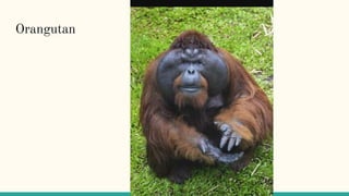 Orangutan
 