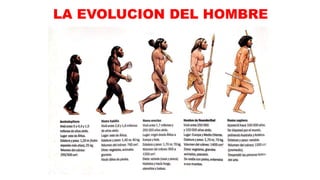 LA EVOLUCION DEL HOMBRE
 