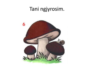 Tani ngjyrosim.
 
