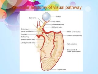 Vascular anatomy of visual pathway
 