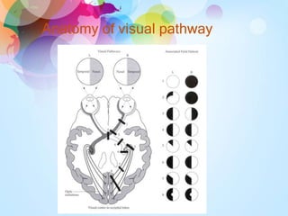 Anatomy of visual pathway
 