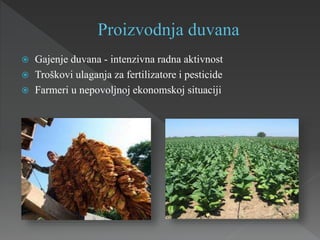  Gajenje duvana - intenzivna radna aktivnost
 Troškovi ulaganja za fertilizatore i pesticide
 Farmeri u nepovoljnoj ekonomskoj situaciji
 