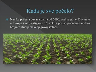  Navika pušenja duvana datira od 5000. godina p.n.e. Duvan je
u Evropu i Aziju stigao u 16. veku i postao popularan uprkos
brojnim studijama o njegovoj štetnosti.
 