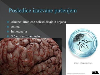  Akutne i hronične bolesti disajnih organa
 Astma
 Impotencija
 Srčani i moždani udar
 