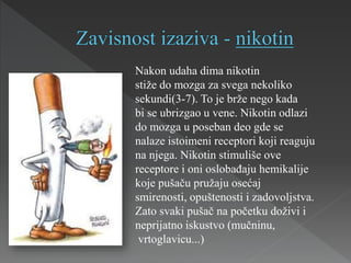 Nakon udaha dima nikotin
stiže do mozga za svega nekoliko
sekundi(3-7). To je brže nego kada
bi se ubrizgao u vene. Nikotin odlazi
do mozga u poseban deo gde se
nalaze istoimeni receptori koji reaguju
na njega. Nikotin stimuliše ove
receptore i oni oslobađaju hemikalije
koje pušaču pružaju osećaj
smirenosti, opuštenosti i zadovoljstva.
Zato svaki pušač na početku doživi i
neprijatno iskustvo (mučninu,
vrtoglavicu...)
 