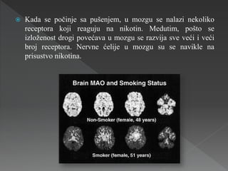  Kada se počinje sa pušenjem, u mozgu se nalazi nekoliko
receptora koji reaguju na nikotin. Medutim, pošto se
izloženost drogi povećava u mozgu se razvija sve veći i veći
broj receptora. Nervne ćelije u mozgu su se navikle na
prisustvo nikotina.
 