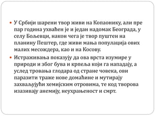 Шарени твор - Т.Ђорђевић | PPT