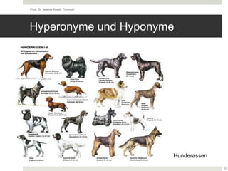 Hyperonyme und Hyponyme
Prof. Dr. Jelena Kostić Tomović
33
Hunderassen
 