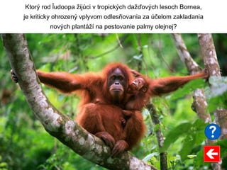 Ktorý rod ľudoopa žijúci v tropických dažďových lesoch Bornea,
je kriticky ohrozený vplyvom odlesňovania za účelom zakladania
nových plantáží na pestovanie palmy olejnej?
 