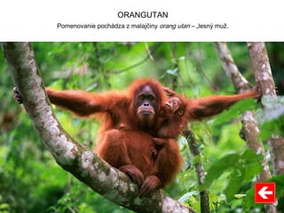 ORANGUTAN
Pomenovanie pochádza z malajčiny orang utan – „lesný muž.
 
