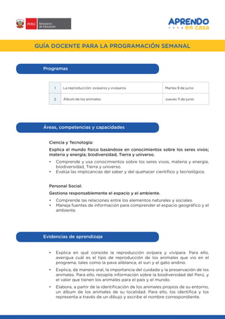 #APRENDOENCASA
GUÍA DOCENTE PARA LA PROGRAMACIÓN SEMANAL
Programas
1 La reproducción: ovíparos y vivíparos Martes 9 de junio
2 Álbum de los animales Jueves 11 de junio
Ciencia y Tecnología:
Explica el mundo físico basándose en conocimientos sobre los seres vivos;
materia y energía; biodiversidad, Tierra y universo.
•	 Comprende y usa conocimientos sobre los seres vivos, materia y energía,
biodiversidad, Tierra y universo.
•	 Evalúa las implicancias del saber y del quehacer científico y tecnológico.
Personal Social:
Gestiona responsablemente el espacio y el ambiente.
•	 Comprende las relaciones entre los elementos naturales y sociales.
•	 Maneja fuentes de información para comprender el espacio geográfico y el
ambiente.
Áreas, competencias y capacidades
•	 Explica en qué consiste la reproducción ovípara y vivípara. Para ello,
averigua cuál es el tipo de reproducción de los animales que vio en el
programa, tales como la pava aliblanca, el suri y el gato andino.
•	 Explica, de manera oral, la importancia del cuidado y la preservación de los
animales. Para ello, recopila información sobre la biodiversidad del Perú, y
el valor que tienen los animales para el país y el mundo.
•	 Elabora, a partir de la identificación de los animales propios de su entorno,
un álbum de los animales de su localidad. Para ello, los identifica y los
representa a través de un dibujo y escribe el nombre correspondiente.
Evidencias de aprendizaje
 