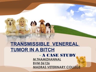 TRANSMISSIBLE VENEREAL
TUMOR IN A BITCH
- A CASE STUDY

M.THAMIZHANNAL
BVM 06126
MADRAS VETERINARY COLLEGE

 