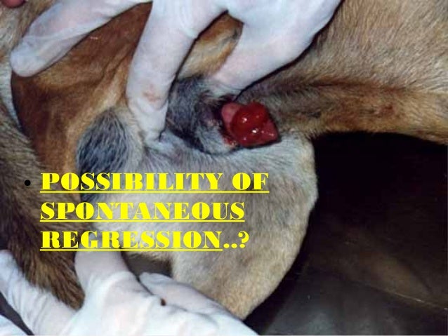 Cyclophosphamide For Dogs