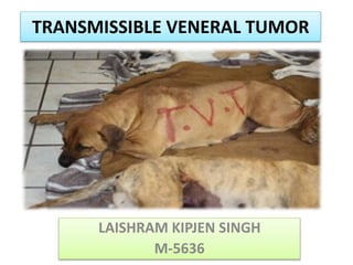 TRANSMISSIBLE VENERAL TUMOR
LAISHRAM KIPJEN SINGH
M-5636
 