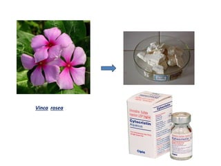 VINCRISTINE
Vinca rosea
 