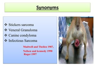 Synonyms
 Stickers sarcoma
 Veneral Granuloma
 Canine condyloma
 Infectious Sarcoma
Madwell and Theilen 1987,
Neilsen and kennedy 1990
Roger 1997
 