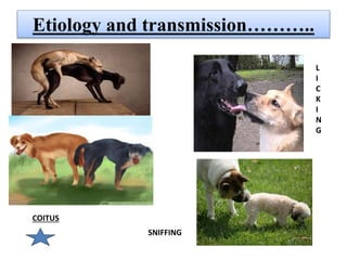 Etiology and transmission………..
L
I
C
K
I
N
G
SNIFFING
COITUS
 