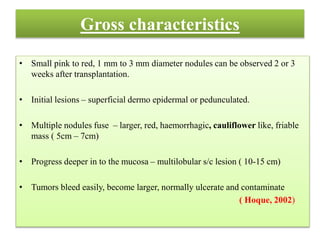 Gross characteristics
• Small pink to red, 1 mm to 3 mm diameter nodules can be observed 2 or 3
weeks after transplantation.
• Initial lesions – superficial dermo epidermal or pedunculated.
• Multiple nodules fuse – larger, red, haemorrhagic, cauliflower like, friable
mass ( 5cm – 7cm)
• Progress deeper in to the mucosa – multilobular s/c lesion ( 10-15 cm)
• Tumors bleed easily, become larger, normally ulcerate and contaminate
( Hoque, 2002)
 