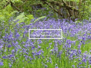 COLLATED BY 
CAROLE THELWALL-JONES 