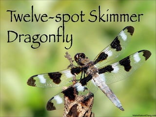 Twelve-spot Skimmer
Dragonﬂy