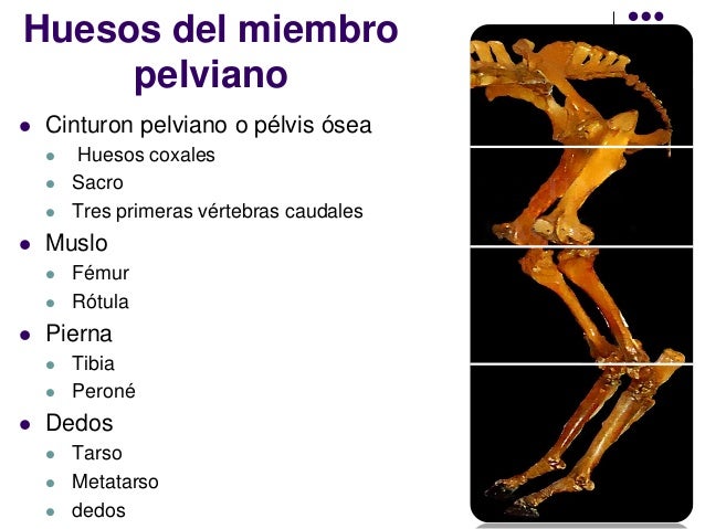 Osteología de miembro posterior