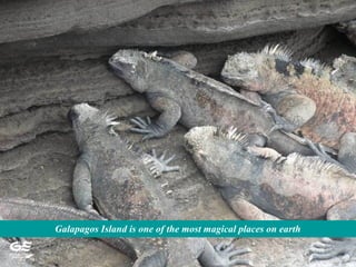 Galapagos Island is one of the most magical places on earth
 