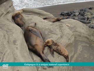 Galapagos is a unique natural experience
 